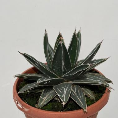 Agave spp